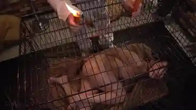 CMV-205 牝檻収監 肛交肉便器抖M犬狩獵  的劇照16