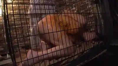 CMV-205 牝檻収監 肛交肉便器抖M犬狩獵  的劇照15