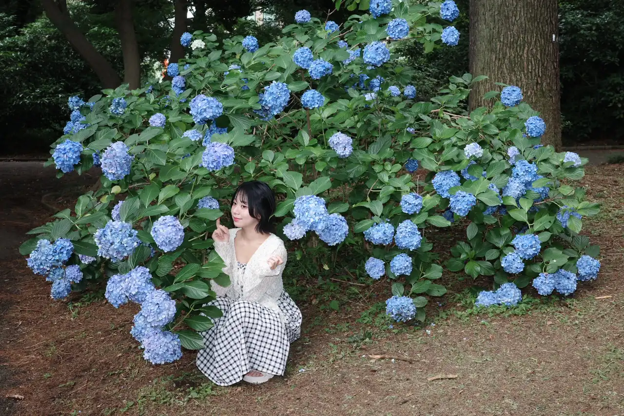 赤名いと第265張寫真